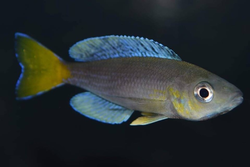 Cyprichromis sp. 'dwarf jumbo' Kigoma